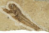 Oligocene Fossil Lanternfish (Eomyctophum) - Poland #374298-1